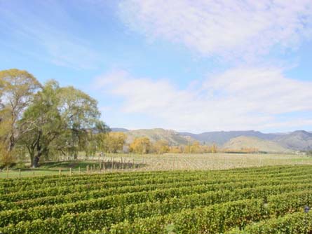 VineSmart - New Zealand Vineyard, Winery, Home, and Olive Grove For Sale - Marlborough, South Island, New Zealand  - Wine Real Estate